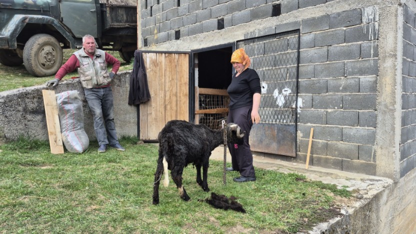 „Nema grada bez sela“: U Dragovićima kod Vareša proljeće donosi rad na njivama i šišanje ovaca
