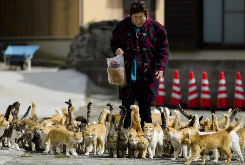 Aoshima: Ostrvo gdje mačke vladaju, ali budućnost visi o koncu